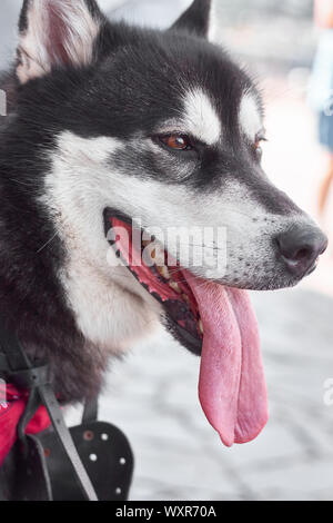 Portrait von Alaskan Malamute mit offenen Mund und Zunge Stockfoto