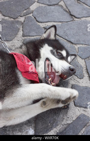 Portrait von Alaskan Malamute mit offenen Mund und Zunge Stockfoto