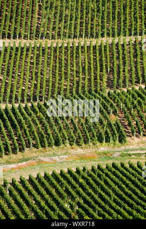 Grafische Ansicht der Weinberg, Vergisson, Burgund, Saône-et-Loire, Bourgogne-Franche-Comté Region, Frankreich Stockfoto