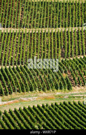 Grafische Ansicht der Weinberg, Vergisson, Burgund, Saône-et-Loire, Bourgogne-Franche-Comté Region, Frankreich Stockfoto