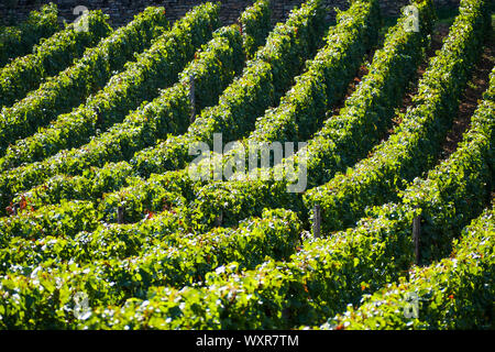 Grafische Ansicht der Weinberg, Vergisson, Burgund, Saône-et-Loire, Bourgogne-Franche-Comté Region, Frankreich Stockfoto