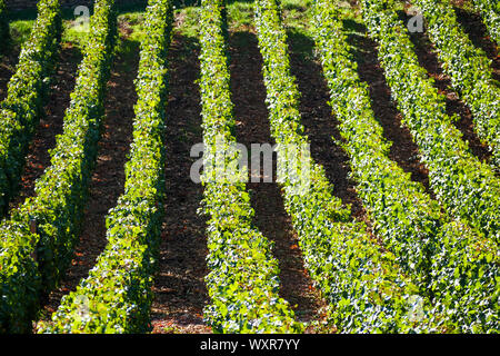 Grafische Ansicht der Weinberg, Vergisson, Burgund, Saône-et-Loire, Bourgogne-Franche-Comté Region, Frankreich Stockfoto