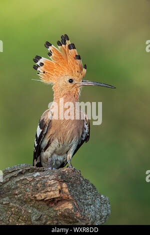 Wiedehopf, Upupa epops, sitzend auf einem Baumstumpf mit offenem Kamm. Stockfoto