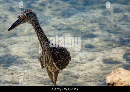 Gelb - gekrönte Night Heron, Juvenile, Bermuda Stockfoto