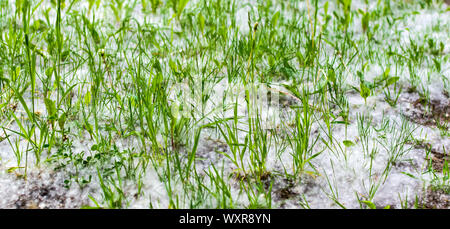 Grüne Rasen mit Pappel Wolle auf einen Sommer sonnigen Abend abgedeckt. Natur Hintergrund mit Illusion der Schnee im Gras. Stockfoto