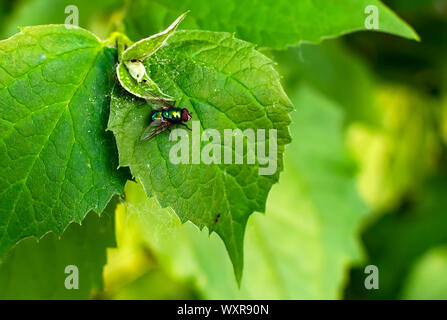 Metallisch glänzenden grünen Schlag fliegen, auch als greenbottle oder bluebottle (calliphoridae) sitzen auf dem grünen Blatt bekannt. Stockfoto