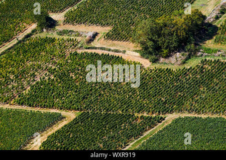 Weinberg in Solutré-Pouilly, Burgund, Saône-et-Loire, Bourgogne-Franche-Comté Region, Frankreich Stockfoto