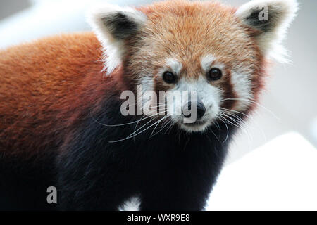 Panda in einem Zoo in Singapur Stockfoto