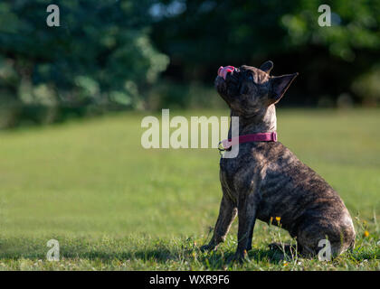 Gerne französische Bulldogge sat leckte sich die Lippen in einem grünen Park mit einem unscharfen Hintergrund zu Ad copy Space Shot für Text-overlay Stockfoto