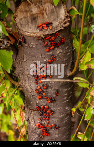 Gruppe von brandstifter (Pyrrhocoris apterus) auf einem Baum im Herbst Stockfoto