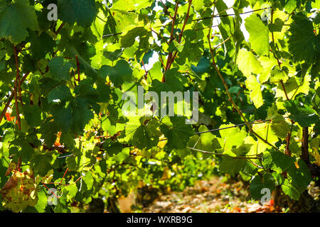 Weinblätter in Solutré-Pouilly Weinberg, Burgund, Saône-et-Loire, Bourgogne-Franche-Comté Region, Frankreich Stockfoto