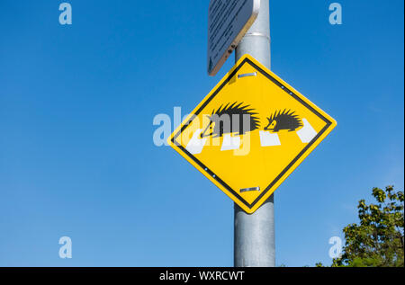 Hedgehog Kreuzung Anmelden Park, Spanien. Stockfoto