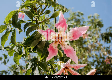 Einzelne Blume von Silk floss Tree (Ceiba speciosa). Spanien. Stockfoto