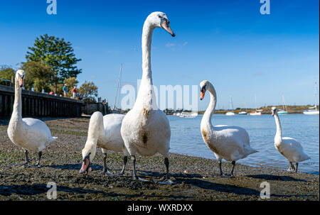 Große weiße Höckerschwäne der Hullbridge und Woodham Ferrers Battlebridge Becken auf dem River Crouch niedrigen Wasserstand bis Bild schließen Stockfoto