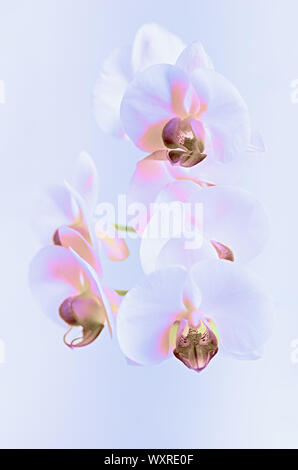 Weiße Orchidee in einem Neon Licht. Close Up. Stockfoto