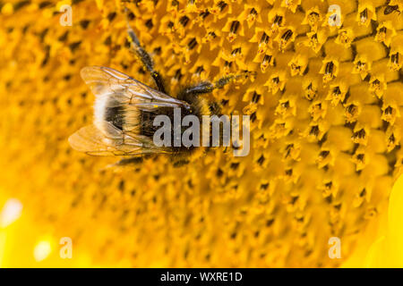 Nahaufnahme von einer Hummel bedeckt mit Pollen einer Sonnenblume. Wild Stockfoto