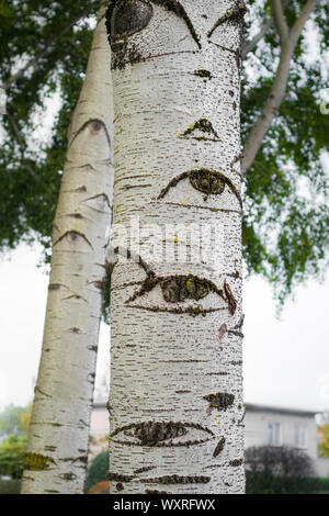 Grauer Pappelbaum (Populus canescens), ein Baum mit Augen, in einem Park Stockfoto