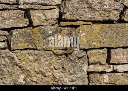 Gemeinsame Wand Eidechse auf einer Trockenmauer in der Nähe von Durlston Schloss in Durlston Country Park, Swanage, Dorset, Großbritannien. Stockfoto