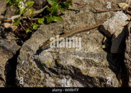 Gemeinsame Wand Eidechse auf einer Trockenmauer in der Nähe von Durlston Schloss in Durlston Country Park, Swanage, Dorset, Großbritannien. Stockfoto