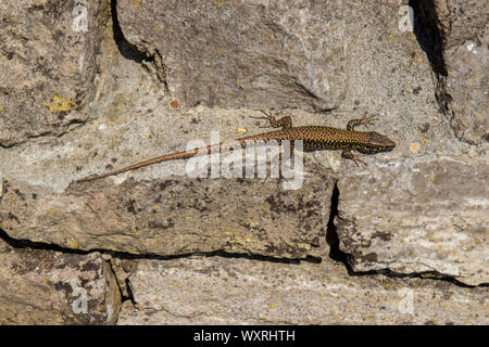 Gemeinsame Wand Eidechse auf einer Trockenmauer in der Nähe von Durlston Schloss in Durlston Country Park, Swanage, Dorset, Großbritannien. Stockfoto