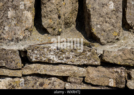 Gemeinsame Wand Eidechse auf einer Trockenmauer in der Nähe von Durlston Schloss in Durlston Country Park, Swanage, Dorset, Großbritannien. Stockfoto