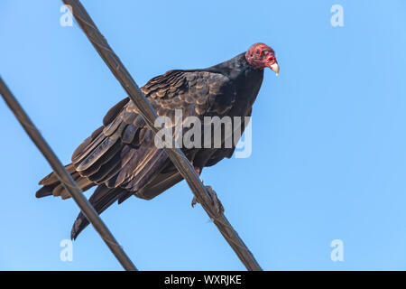 Ein Truthahngeier (Cathartes Aura) Barsche an der elektrischen Kabel, San Olivos, Kalifornien, USA Stockfoto