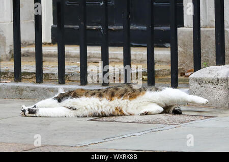 Larry, der 10 Downing Street cat und Chief Mouser des Cabinet Office nach unten auf der Straße liegend kurz vor dem Minister verlassen nach der Teilnahme an der wöchentlichen Kabinettssitzung. Stockfoto