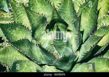 In der Nähe von Shaw's Agave (Agave shawii) Stockfoto