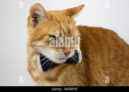 Ginger cat. Bilder von Katzen, süße Katze, Zeichnungen von Katzen. Russische Katze mit Schmetterling auf einem weißen Hintergrund. Isolieren. Copyspace. Stockfoto