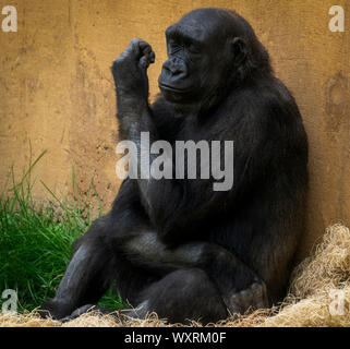 Westlicher Flachlandgorilla Calgary, Alberta Stockfoto