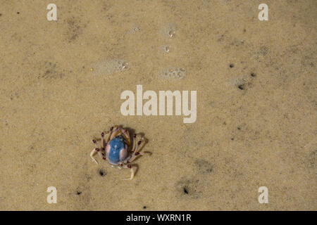 Nahaufnahme einer Soldaten-Krabbe in den Sand, Fraser Island, Australien Stockfoto