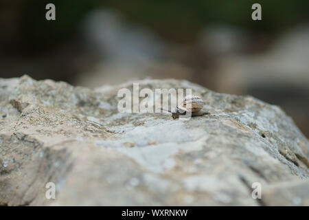 Eobania vermiculata - Schokolade - band Schnecke auf dem Felsen in Sardinien, Italien Stockfoto