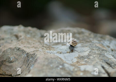 Eobania vermiculata - Schokolade - band Schnecke auf dem Felsen in Sardinien, Italien Stockfoto