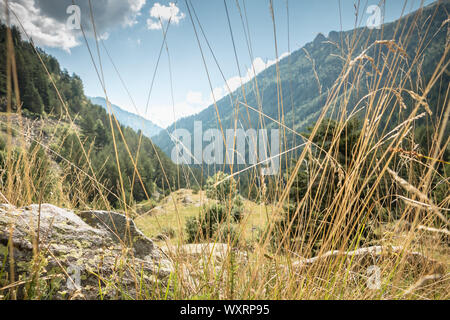 Wanderweg mit Bäumen und Vegetation in den Pyrenäen in Frankreich Stockfoto