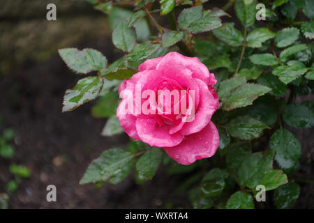 Miniatur rosa Rose im Steingarten im Regentropfen fallen Stockfoto