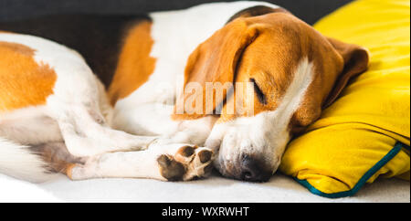 Lustige Beagle Hund müde schläft auf einem gemütlichen Sofa, Couch, auf der gelben Kissen Stockfoto