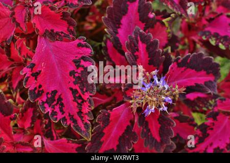 Lila Coleus Anlage Hintergrund Full Frame Blätter Closeup Stockfoto