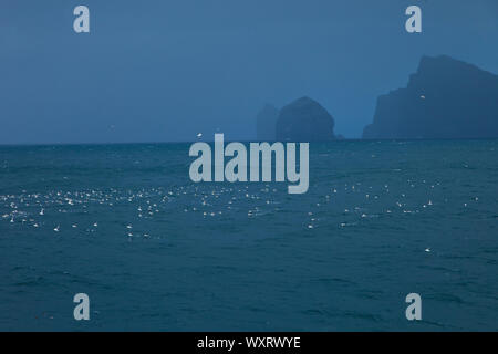 Islas Stac Lee y Boreray. Inselgruppe St. Kilda. Die äußeren Hebriden. Schottland, Großbritannien Stockfoto