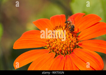 Afrikanische Honig Biene auf einer roten Sonnenblumen (Apis mellifera scutellata) Stockfoto