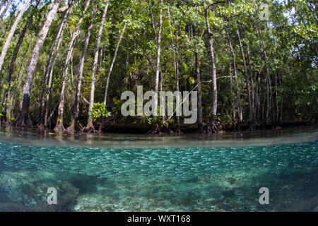 Eine große Schule von silversides schwimmt durch ein blaues Wasser Mangrovenwald in Raja Ampat, Indonesien. Diese Art von Lebensraum wird oft als Kinderzimmer genutzt. Stockfoto