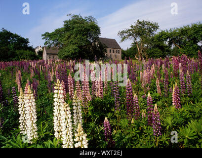 Lupine Field in St. George Maine Stockfoto