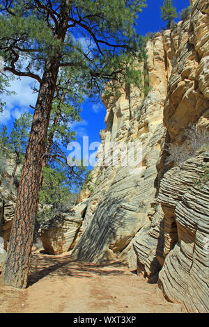 Ponderosa Pine in Lick Wash, Utah Stockfoto