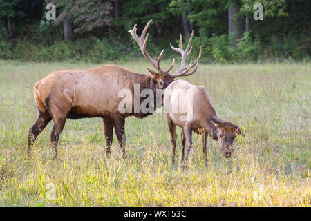 Bull Elk prüfen eine Kuh für den Östrus Stockfoto