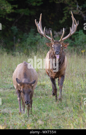 Bull Elk verfolgt ein Elch Kuh Stockfoto