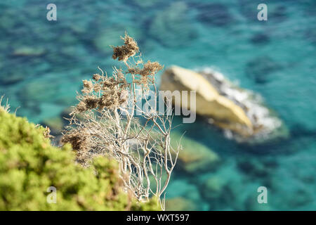 (Selektive Fokus) atemberaubenden Blick auf einige Juniper Tree trunks in den Vordergrund und unscharf, türkisfarbene Meer im Hintergrund. Stockfoto