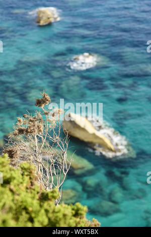 (Selektive Fokus) atemberaubenden Blick auf einige Juniper Tree trunks in den Vordergrund und unscharf, türkisfarbene Meer im Hintergrund. Stockfoto