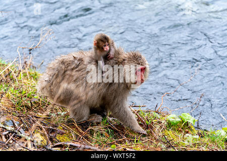 Eine japanische Makaken, (Snow Monkey), trägt ihr Kind auf dem Rücken, während der Suche nach der Nahrung im Frühjahr neben der Azusa River im Chub Stockfoto