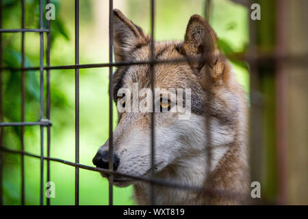 Wild und trauriger Wolf in den Käfig gefesselt am Tag Stockfoto