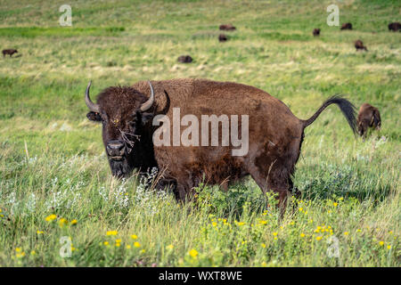 Bison in der Custer State Park, USA Stockfoto
