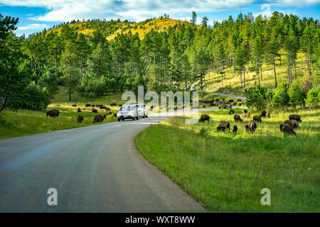 Custer State Park in South Dakota, USA - Autos fahren, obwohl die Herde Bisons Stockfoto